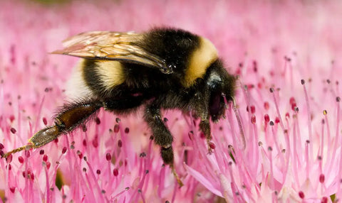 "Running Bumblebee" by wwarby