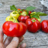 Alma Paprika Pepper (70 Days) - Vegetables