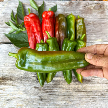 Anaheim Hot Pepper (Heirloom 80 Days) - Vegetables