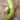 Armenian Cucumber (Heirloom 90 Days) - Vegetables