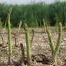 Asparagus ’Mary Washington’ - Spring