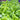 Australian Yellow Leaf Lettuce (50 Days) - Vegetables