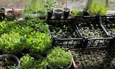 Huge set up of seedlings in cups, milk crates, and trays
