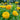Benary’s Giant Golden Yellow Zinnia - Flowers