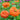 Benary’s Giant Orange Zinnia - Flowers