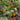 Beneficial Bug Mix - Flowers