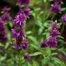 Bergamot Essential Oil (5 ml) - Essential Oils