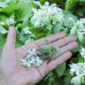 Bianca Borage - Herbs