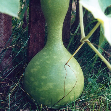 Bird House Gourd (95-110 Days) - Vegetables