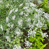 Bishop’s Flower - Flowers