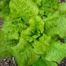 Black Seeded Simpson Lettuce (Heirloom 46 Days) - Vegetables