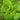 Black Seeded Simpson Lettuce (Heirloom 46 Days) - Vegetables
