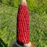 Bloody Butcher Corn (Heirloom 120 Days) - Vegetables