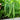Blue Lake 274 Bush Bean (53 Days) - Vegetables