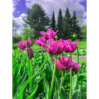 Blue Parrot Tulip - Fall