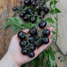 Blueberries Tomato (Organic 85 Days) - Vegetables