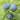 Blueberry ’Elizabeth’ - Spring