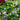 Blutopia Bacopa - Flowers