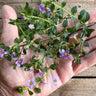 Blutopia Bacopa - Flowers