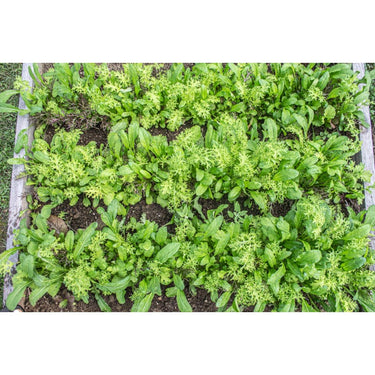 Braising Greens Mix (1 oz) - Vegetables