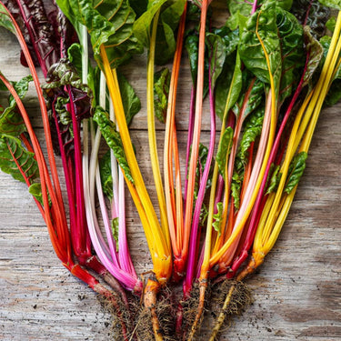 Bright Lights Swiss Chard (50 Days) - Vegetables
