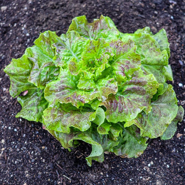 Bronze Mignonette Lettuce (53 Days) - Vegetables