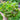Bronze Mignonette Lettuce (53 Days) - Vegetables