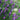 Purple hairy vetch cover crop blooms on green leafy stems in a garden bed.