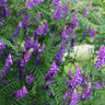 Purple hairy vetch cover crop blooms on green leafy stems in a garden bed.