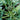 Calabrese Broccoli (Heirloom 55 Days) Vegetables