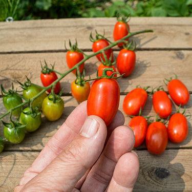 Candy Bell Tomato (F1 Hybrid 65 Days) - Vegetables
