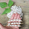 Cannellini Pole Dried Bean (Organic 85 Days) - Vegetables