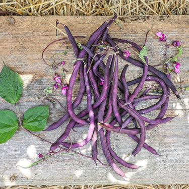 Carminat Pole Bean (56 Days) - Vegetables