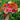 Carousel Mix Zinnia - Flowers