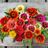 Carousel Mix Zinnia - Flowers