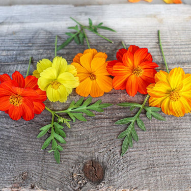 Carpet Mix Cosmos - Flowers