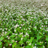 A dense field of white flower cover crop with green leaves stretching to the horizon.