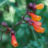 Close-up of orange trumpet-shaped chilean glory flowers with green leaves in the background.