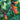 Close-up of orange trumpet-shaped chilean glory flowers with green leaves in the background.