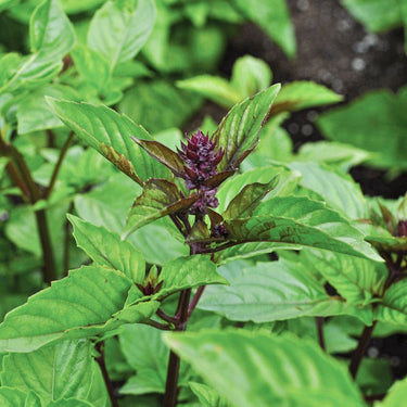 Cinnamon/ Mexican Basil - Herbs