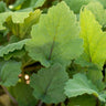 Clary Sage Leaves