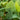 Clary Sage Leaves