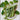 Cocozelle Summer Squash (Heirloom 58 Days) - Vegetables