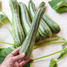 Cocozelle Summer Squash (Heirloom 58 Days) - Vegetables