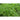Confetti Cilantro - Herbs