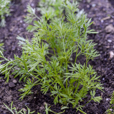 Confetti Cilantro - Herbs