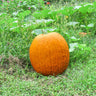 Connecticut Field Pumpkin (Heirloom 100 Days) - Vegetables
