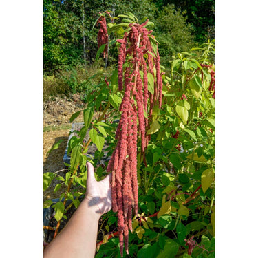 Coral Fountain Amaranth - Flowers