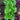Crisp Mint Lettuce (60 Days) - Vegetables