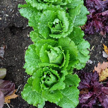 Crisp Mint Lettuce (60 Days) - Vegetables